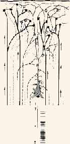 Схематическое изображение соотношений возбужденных и невозбужденных синапсов на нейроне Схематическое изображение соотношений возбужденных и невозбужденных синапсов на нейроне